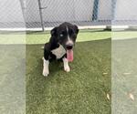Small German Shepherd Dog-Huskies Mix