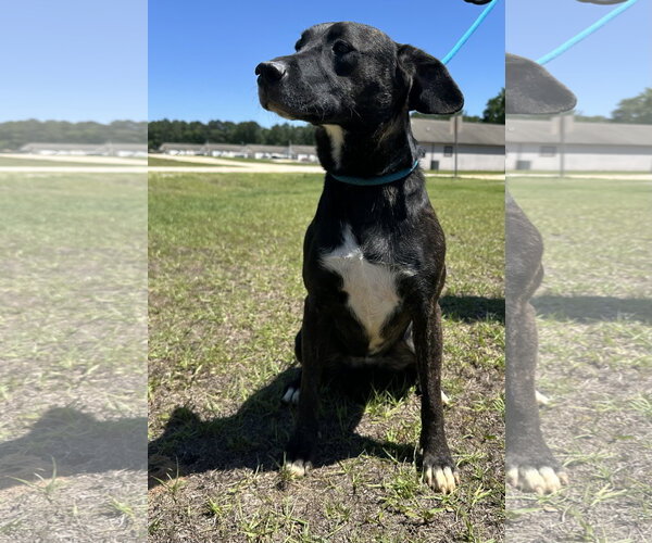 Medium Photo #3 Mutt Puppy For Sale in Rockaway, NJ, USA