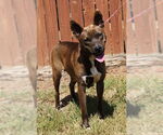 Small American Pit Bull Terrier-Huskies  Mix