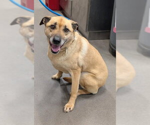 German Shepherd Dog-Unknown Mix Dogs for adoption in Forestville, MD, USA