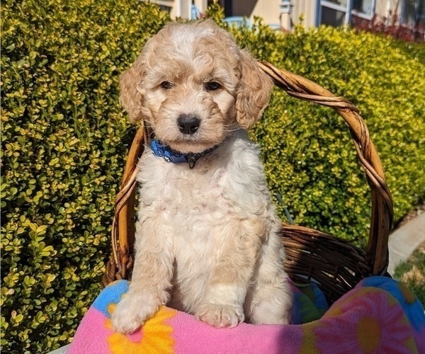 Medium Photo #9 Goldendoodle (Miniature) Puppy For Sale in PLACERVILLE, CA, USA