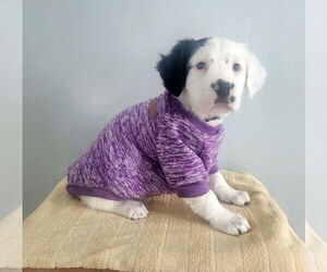 Mutt Dogs for adoption in Clinton , MI, USA