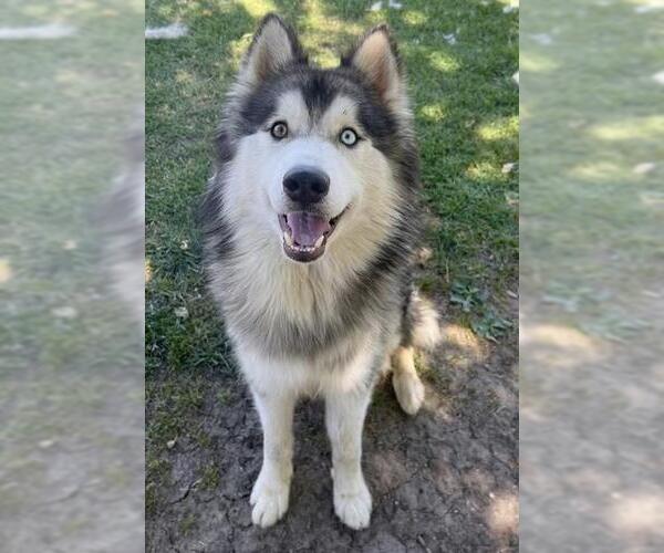 Medium Photo #1 Alaskan Malamute-Unknown Mix Puppy For Sale in Riverside, CA, USA