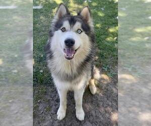 Alaskan Malamute-Unknown Mix Dogs for adoption in Riverside, CA, USA