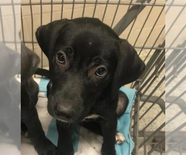 Medium Photo #1 Shepradors Puppy For Sale in Conroe, TX, USA