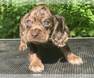 Cocker Spaniel Puppy for sale in HINTON, WV, USA