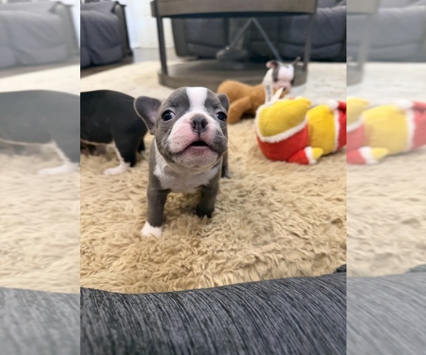 Medium Photo #7 Boston Terrier Puppy For Sale in FREDONIA, KS, USA