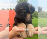 Puppy White Male German Shepherd Dog