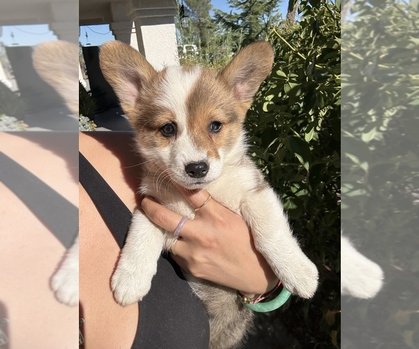 Medium Photo #3 Cardigan Welsh Corgi Puppy For Sale in VALLEY VILLAGE, CA, USA