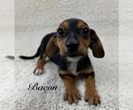 Small #1 Chiweenie