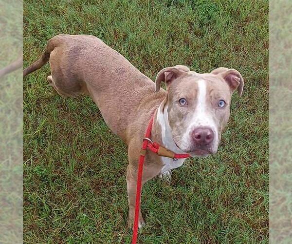 Medium Photo #1 American Staffordshire Terrier Puppy For Sale in Fort Lauderdale, FL, USA