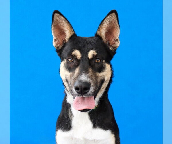 Medium Photo #1 Mutt Puppy For Sale in Pasadena, CA, USA