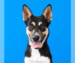 HERCULOID - Male Mutt Dog for Adoption - Small photo