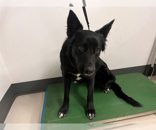 Medium Photo #1 Australian Shepherd-Unknown Mix Puppy For Sale in Corona, CA, USA