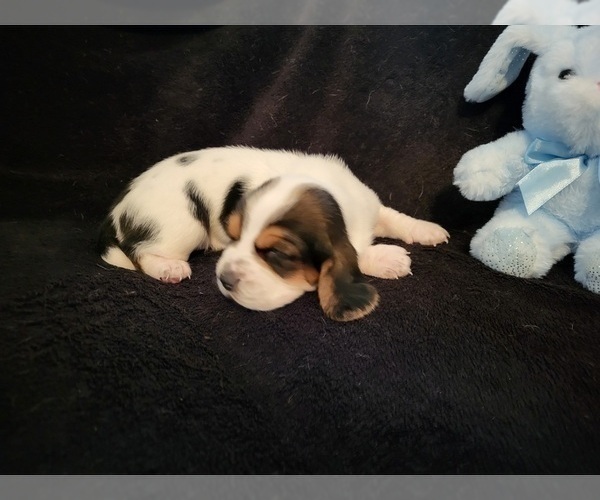 Medium Photo #10 Basset Hound Puppy For Sale in CLAREMORE, OK, USA
