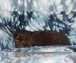 Small Photo #4 Aussiedoodle Miniature  Puppy For Sale in NAMPA, ID, USA