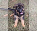 Small #4 German Shepherd Dog