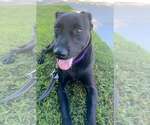 Small Photo #2 Labrador Retriever-Unknown Mix Puppy For Sale in San Diego, CA, USA
