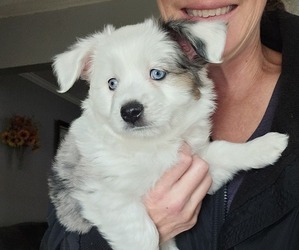 Miniature Australian Shepherd Puppy for Sale in SALEM, Oregon USA
