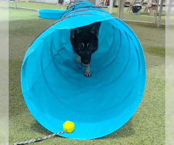 Medium Photo #3 German Shepherd Dog-Unknown Mix Puppy For Sale in Ventura, CA, USA