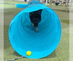 Small #2 German Shepherd Dog Mix
