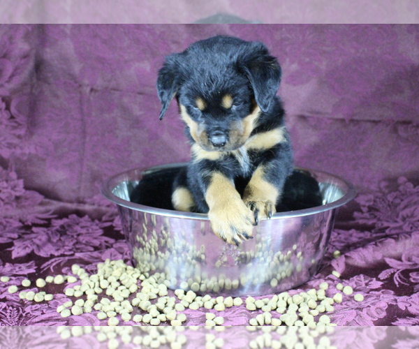 Medium Photo #2 Rottweiler Puppy For Sale in HEMINGWAY, SC, USA