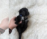 Small Photo #59 Bernedoodle Puppy For Sale in BELMONT, NC, USA