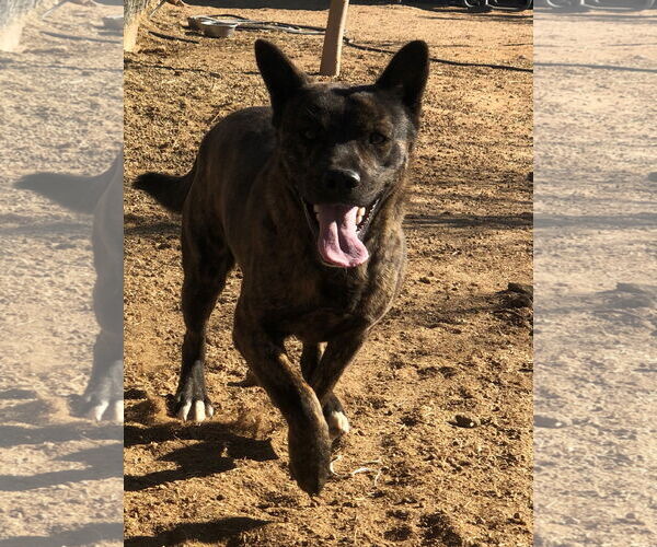 Medium Photo #9 Holland Shepherd-Unknown Mix Puppy For Sale in Apple Valley, CA, USA