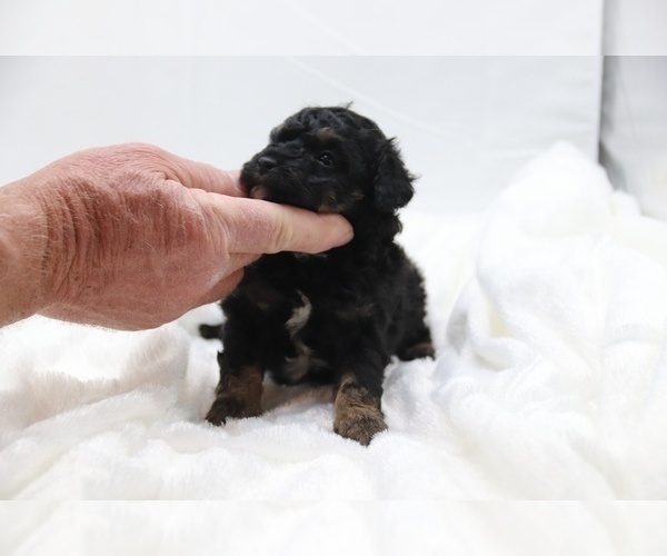 Medium Photo #54 Cockapoo Puppy For Sale in RIPLEY, TN, USA
