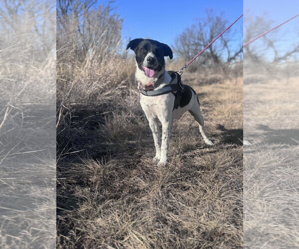 Medium Photo #1 Border Collie-Colonial Cocker Spaniel Mix Puppy For Sale in NEWPORT NH, NH, USA