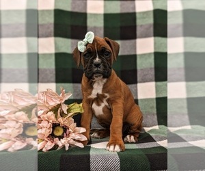 Boxer Puppy for sale in PARADISE, PA, USA