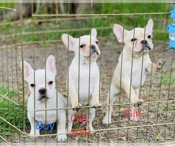 Medium Photo #1 French Bulldog Puppy For Sale in FREMONT, CA, USA