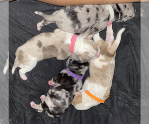 American Pit Bull Terrier-Catahoula Leopard Dog Mix Puppy for sale in PLAINFIELD, IL, USA