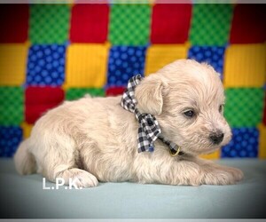 Schnoodle (Miniature) Puppy for sale in WINNSBORO, LA, USA