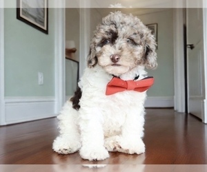 Cockapoo Puppy for Sale in WOODSTOCK, Illinois USA