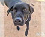 Small Photo #2 Labrador Retriever-Unknown Mix Puppy For Sale in Washington, DC, USA