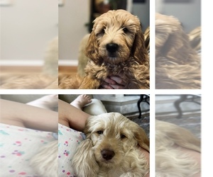 Goldendoodle Puppy for sale in LITTLETON, CO, USA