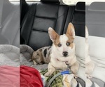 Small Photo #1 Australian Shepherd-Pembroke Welsh Corgi Mix Puppy For Sale in SANFORD, CO, USA