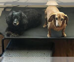 Small #1 Dachshund