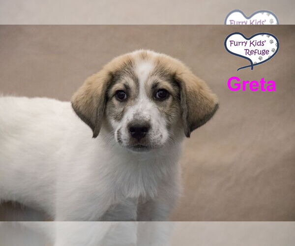 Medium Photo #1 Anatolian Pyrenees Puppy For Sale in Lee's Summit, MO, USA