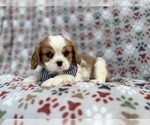 Small #2 Cavalier King Charles Spaniel