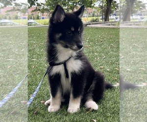 Pomsky Puppy for sale in HAINES CITY, FL, USA