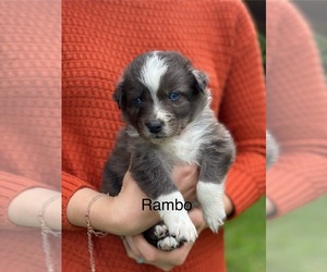 Australian Shepherd Puppy for sale in MOCKSVILLE, NC, USA