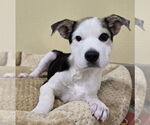 Small #4 Mutt
