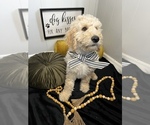 Small Photo #18 Goldendoodle Puppy For Sale in SAINT LOUIS, MO, USA