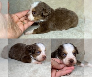 Miniature Australian Shepherd Puppy for sale in BROOKER, FL, USA