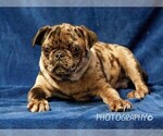 Small Photo #5 Jug-Pug Mix Puppy For Sale in LIBERTY, KY, USA