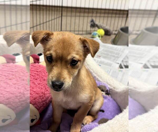 Medium Photo #1 Chihuahua-Unknown Mix Puppy For Sale in Sanford, FL, USA