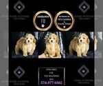 Small #1 Maltipoo