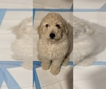 Small Photo #2 Goldendoodle Puppy For Sale in NEW KENT, VA, USA